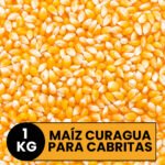 Maíz Curagua para Cabritas